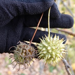 Liquidambar acalycina