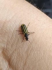 Astylus forcipatus