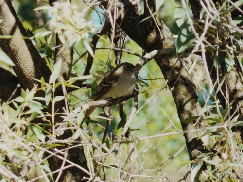 Olivaceous Elaenia