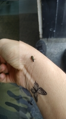 Astylus forcipatus