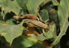 Melanoplus glaucipes