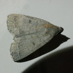 Nodaria aneliopis