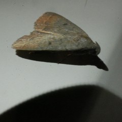 Nodaria aneliopis