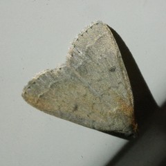 Nodaria aneliopis