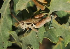 Melanoplus glaucipes