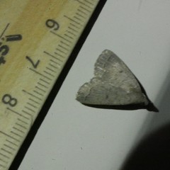 Nodaria aneliopis