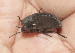 Embaphion muricatum