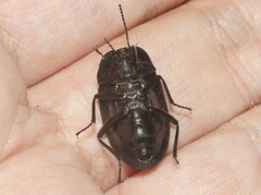 Embaphion muricatum