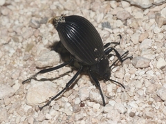 Embaphion muricatum