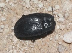 Embaphion muricatum