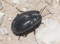 Embaphion muricatum