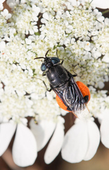 Odontomyia flavissima