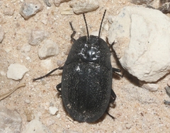 Embaphion muricatum