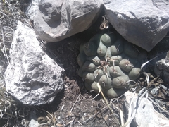 Thelocactus hexaedrophorus
