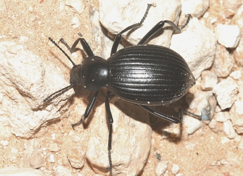 Rough-lipped Darkling Beetle