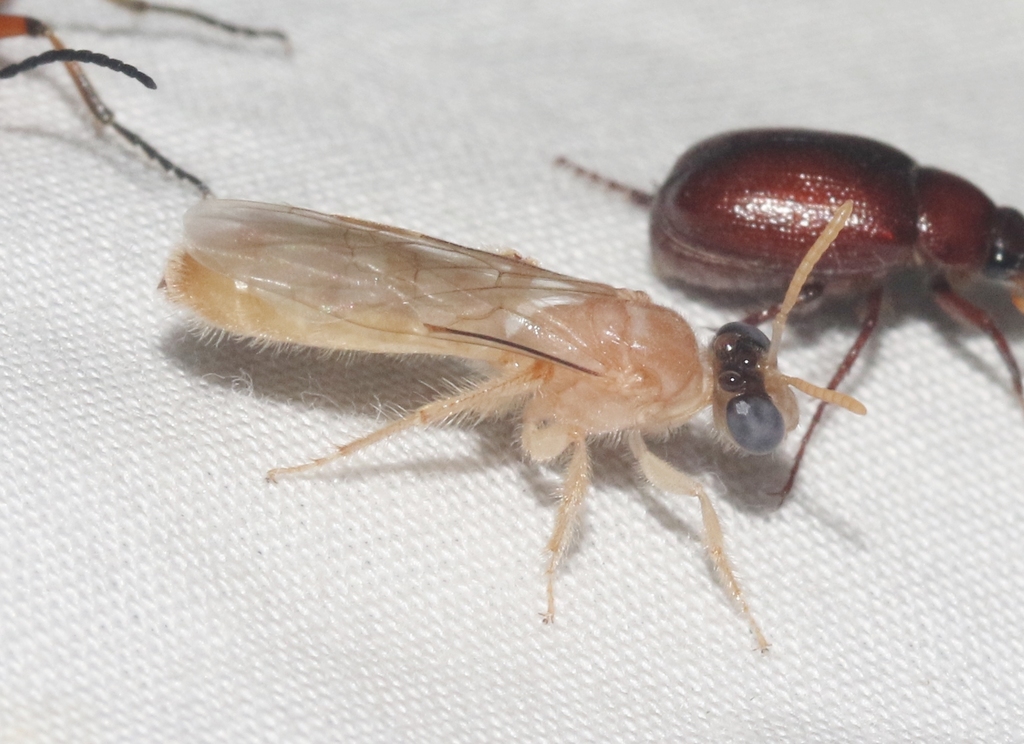 Perdita bequaertiana