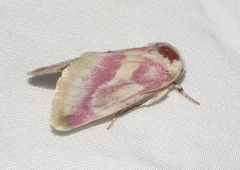 Schinia regina
