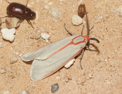 Pygarctia spraguei