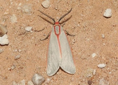Pygarctia spraguei