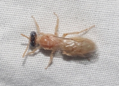 Perdita bequaertiana