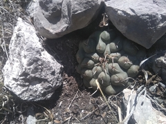 Thelocactus hexaedrophorus