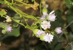 Erigeron bellidiastrum