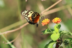 Heliconius hecale
