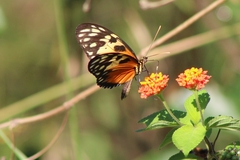 Heliconius hecale