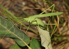 Arethaea mescalero