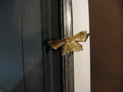 Krananda latimarginaria