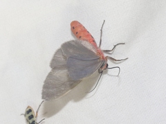 Pygarctia murina