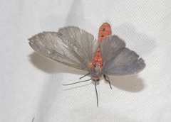 Pygarctia murina