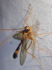 Stauropoctonus bombycivorus