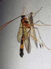 Stauropoctonus bombycivorus