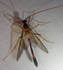 Stauropoctonus bombycivorus