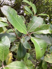 Pittosporum huttonianum