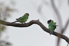 Barnardius zonarius zonarius