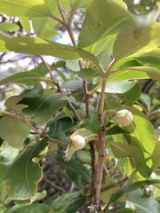 Pittosporum huttonianum