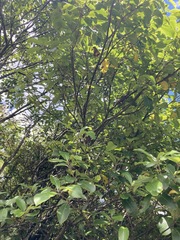 Pittosporum huttonianum