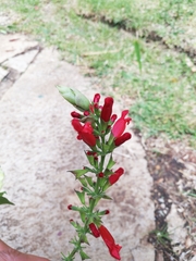 Salvia holwayi