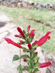 Salvia holwayi