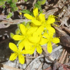 Hudsonia ericoides