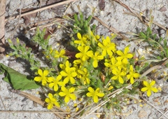 Hudsonia ericoides