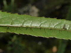 Rubus parvus