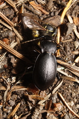 Carabus taedatus