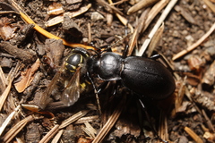 Carabus taedatus