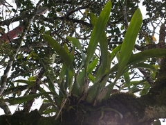 Prosthechea fragrans