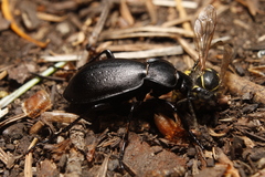 Carabus taedatus
