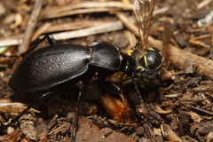 Carabus taedatus