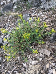 Euphorbia flavicoma